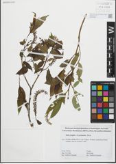 Foto von Salix fragilis L. x Salix pentandra L.